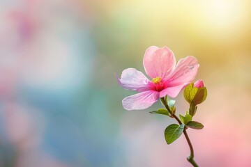 Obraz premium Delicate pink flower blooms against a softly blurred background in a spring garden