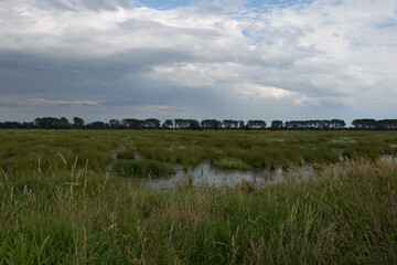 wetland is the most important habitat for birds as lapwings, curlews and snipes