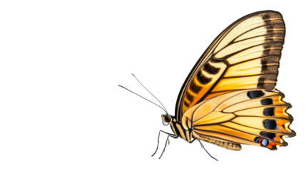 Yellow butterfly with black stripes on a black background, cut out transparent