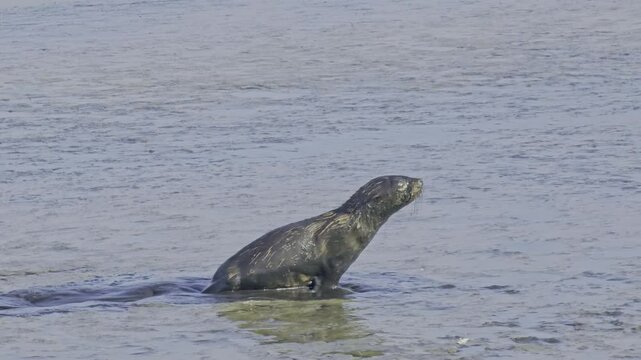 Young sea lion attempts locomotion through contaminated sand, highlighting the devastating effects of pollution on marine wildlife