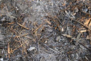 Burnt ground with ash and debris from a recent fire