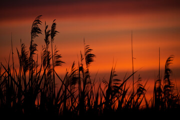 Fototapeta premium Reed in the red evening light