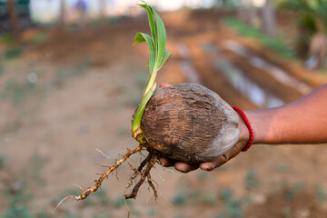 Coconut seedling with roots held by a farmer in the field
