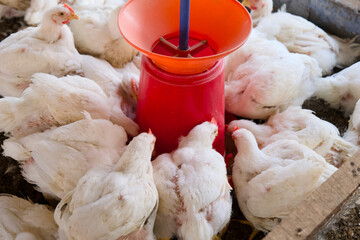 Feeding chickens in a poultry farm at midday