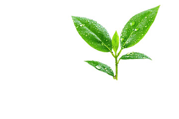 Obraz premium Soil Plant Analysis on transparent background