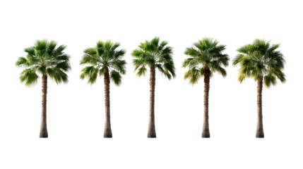 Tropical palm trees isolated on black background, cut out transparent