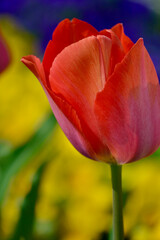 チューリップ