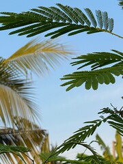Fototapeta premium Close-up of the acacia leaves and blurred palm tree in the background and the blue sky providing copy space for your work.