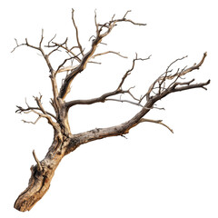 dry tree branch isolated on transparent background