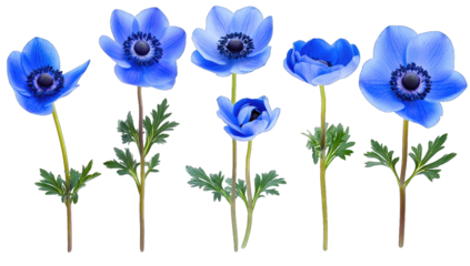 five blue anemone flowers showcasing varying stages of bloom wit
