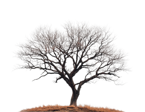 Lonely tree silhouette open field nature scene minimalist isolated on transparent background, png