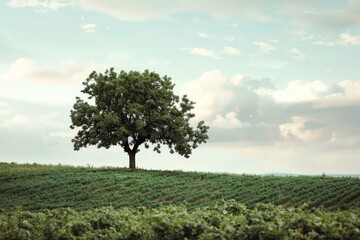 Lone tree stands in a lush vineyard under a calm sky with scattered clouds during late afternoon