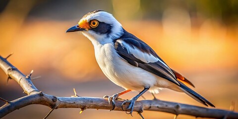 White-crested Helmet Shrike in South African Savanna - High-Resolution Wildlife Photo