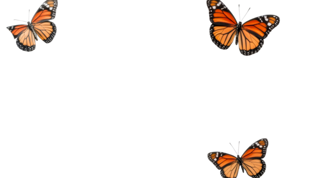 Three monarch butterflies fluttering on black backdrop, cut out transparent