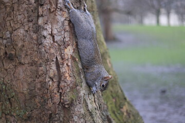 A curious squirrel hanging upside down from a tree trunk, nibbling on a nut, showcasing the playful nature of wildlife in a forest setting