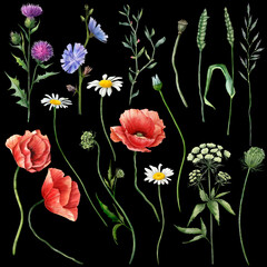 Set of flowers and herbs. Wild flowers isolated on black. Floral illustration in watercolor style for greeting card, invitation, wall art and other print design. Hand drawn clip art.