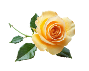 Elegant yellow rose bloom nature floral isolated on transparent background, png