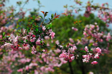 cherry blossom in spring, closeup of beautiful pink flowers