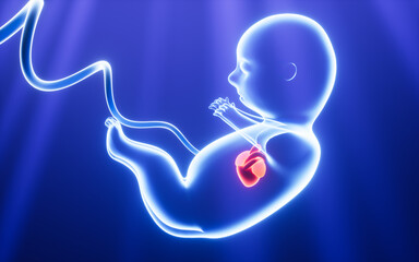 Human embryo model, 3d rendering.