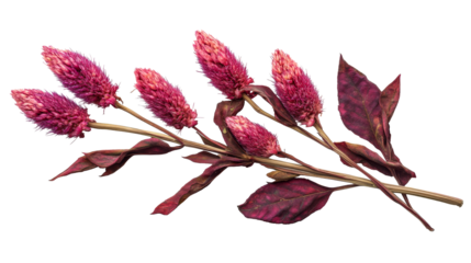 Crimson flowers and burgundy leaves, botanical elegance, cut out transparent