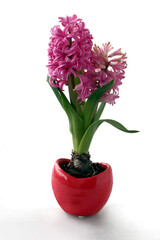 pretty hyacinth plants blossoming at spring