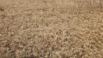 A stunning close-up of a ripe wheat field ready for harvest.