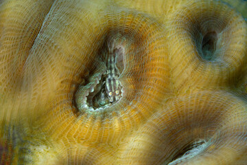 Top level master of camouflage. Pale Scorpion Shrimp (Metapontonia fungiacola). Photo was taken in the island Romblon, Philippines