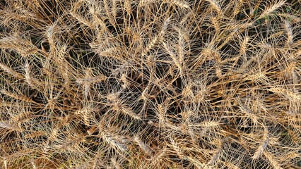 A stunning close-up of a ripe wheat field ready for harvest.