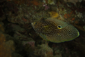 Comet longfin or marine betta (Calloplesiops altivelis). Underwater macro photography from Anilao,...