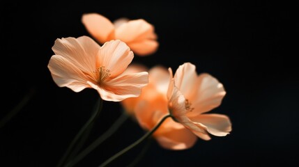 Delicate Peach Flowers Against Dark Background