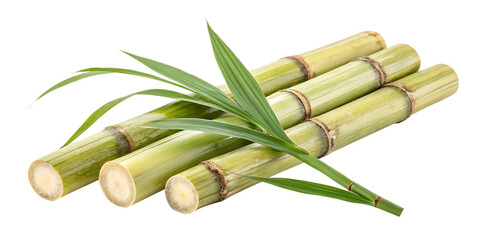 Fototapeta premium Fresh Cut Sugarcane Stalks – PNG Image Isolated on Transparent Background