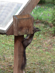 wild animals Sciurus vulgaris-Squirrel in park at spring
