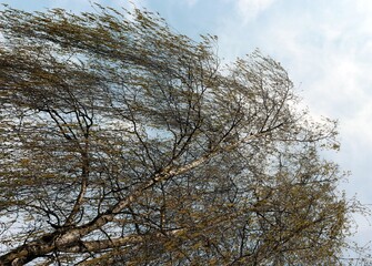 birch tree blossoming at spring