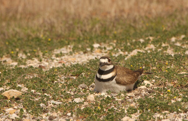 Killdeer Bird Sitting on Nest of Eggs on Ground