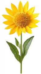 Fototapeta premium Radiant yellow arnica blossom with vibrant petals and lush green leaves against a pristine white backdrop capturing nature's beauty in a close up
