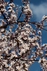 Prunus japonica tree blossoming at spring