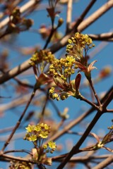yellow flowers of Maple tree at spring