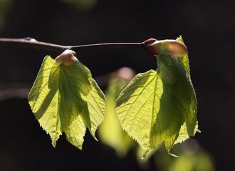 spring leaves of linden tree close up