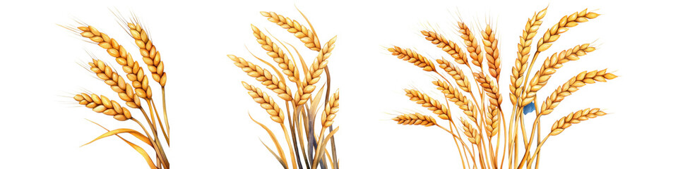 Golden wheat stalks with ripe grains in various orientations