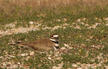 Killdeer Bird Sitting on Nest of Eggs on Ground