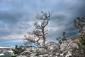 A lonely tree on the top of a mountain.