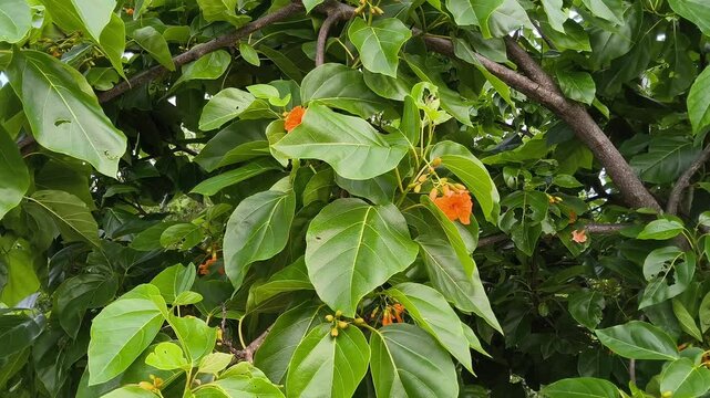 A bunch flowers of scarlet cordia (Cordia subcordata) look fresh on an afternoon vibes.