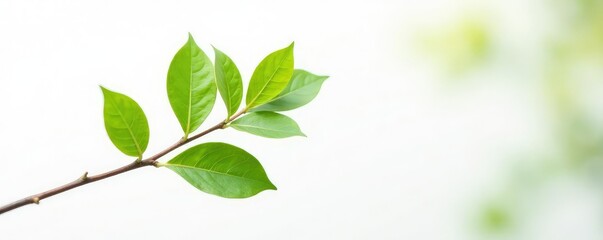 Single isolated branch on white background with soft focus, focus, white