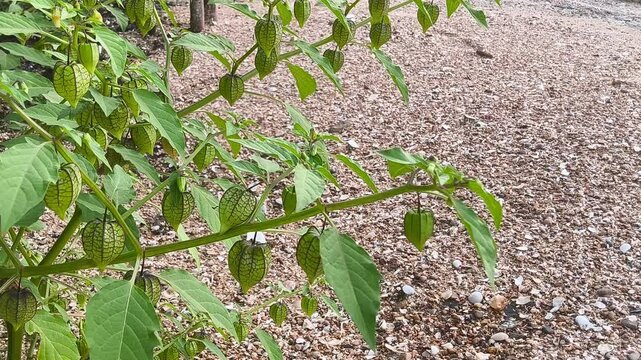 Physalis angulata or ceplukan grows abundantly around the coast of Pamekasan, Indonesia. 4K video