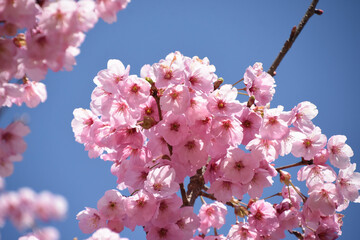 Naklejka premium 河津桜