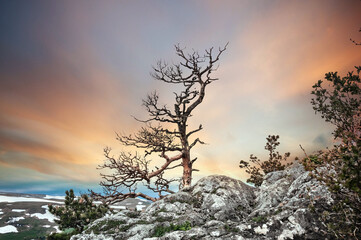  A lonely tree on the top of a mountain.