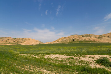 Obraz premium Golden wildflowers meet rugged hills under a wide spring sky, nature’s quiet harmony in full bloom.