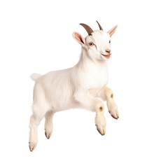 Cute White Goat Portrait with Soft Fur and Playful Expression in Studio Setting