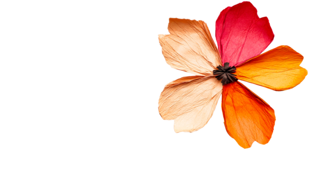Colorful paper flower with gradient petals design, cut out transparent