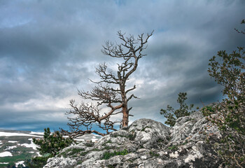  A lonely tree on the top of a mountain.